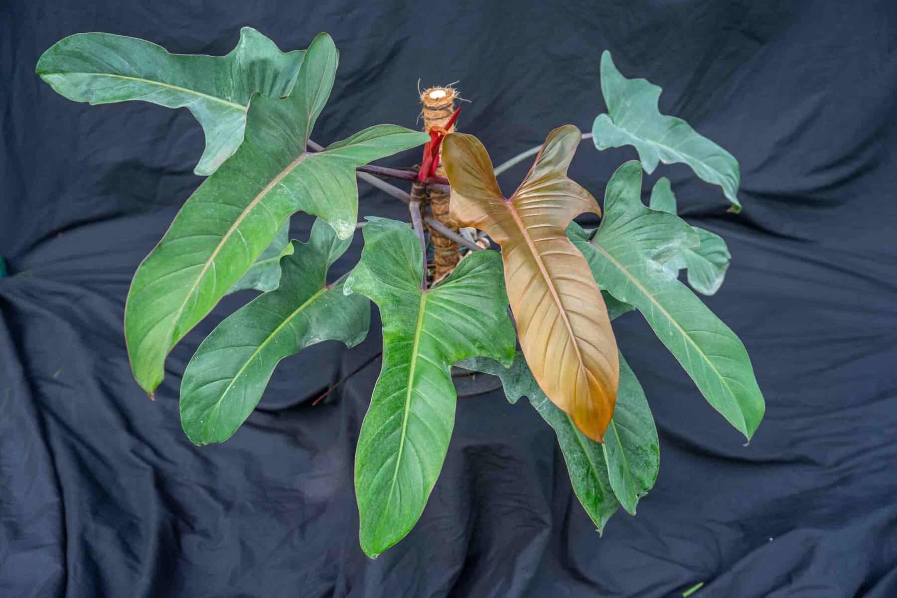 watering a philodendron 2024 Guide to Philodendron Birkin Care main image 1