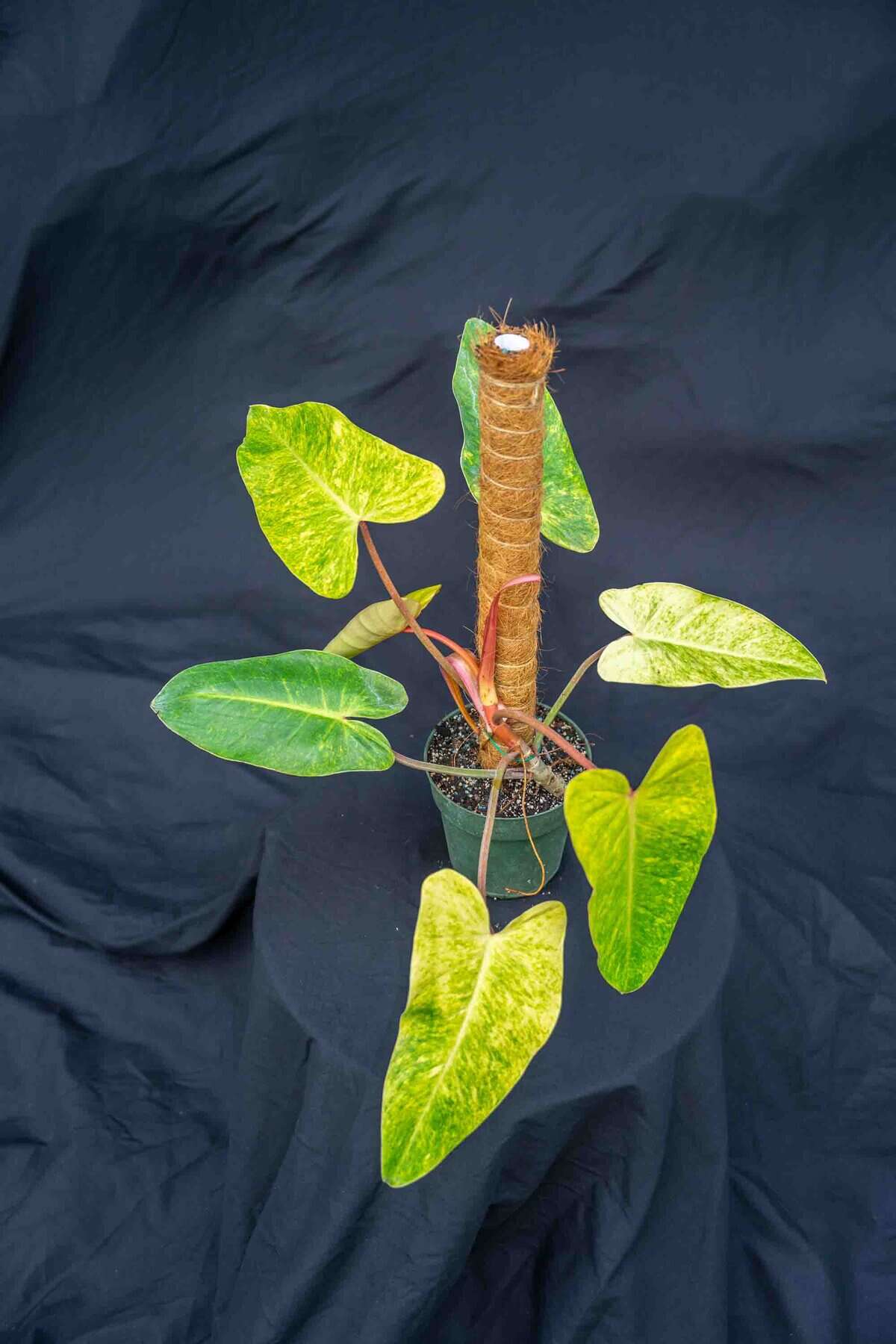 philodendron micans pink Philodendron Pink Micans Variegated main image 1