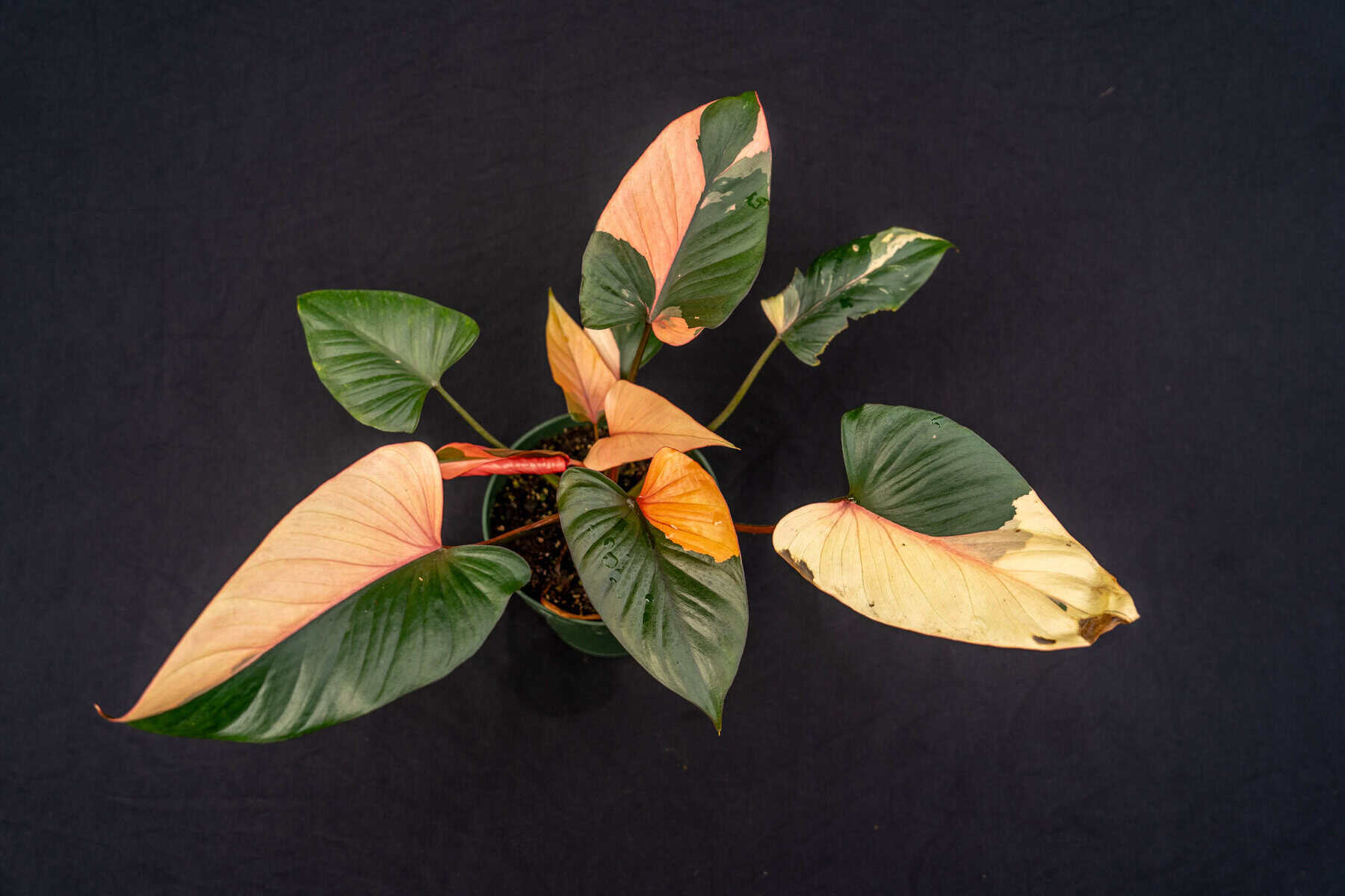homalomena-pink-diamond-305-