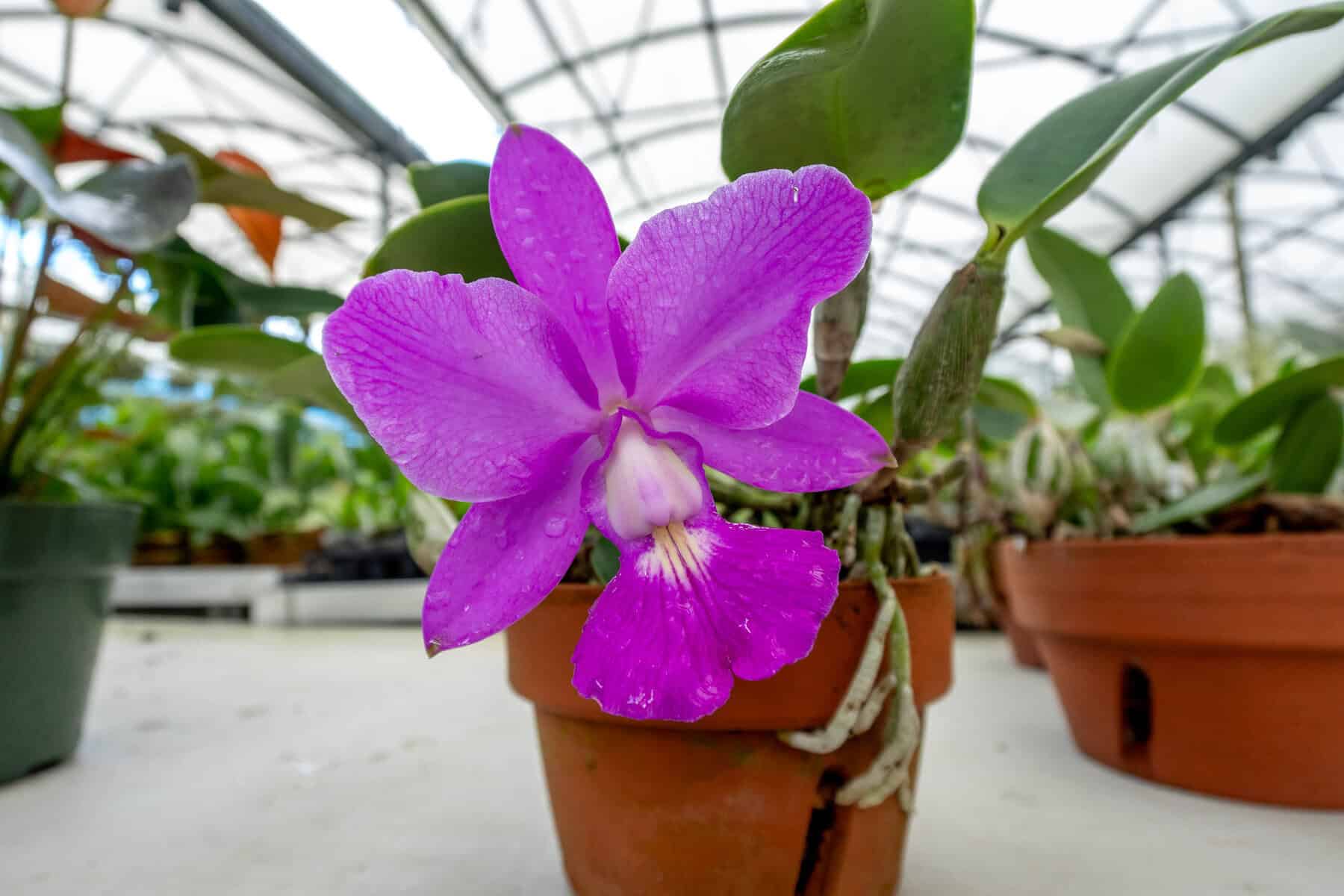 Cattleya Walkeriana (4N) (Tipo x Rubra) – 305 Greenery, Inc.