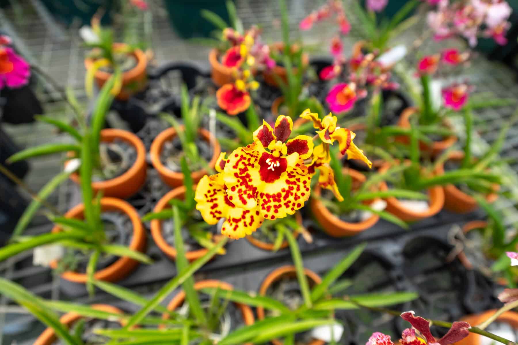 Tolumnia Jairak Firm 'Ladybug' – 305 Greenery, Inc.