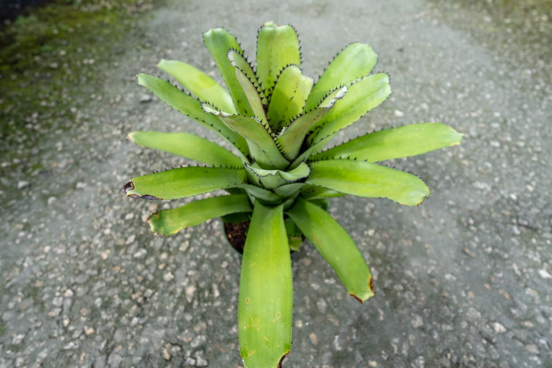 Billbergia Saunderiana – 305 Greenery, Inc.