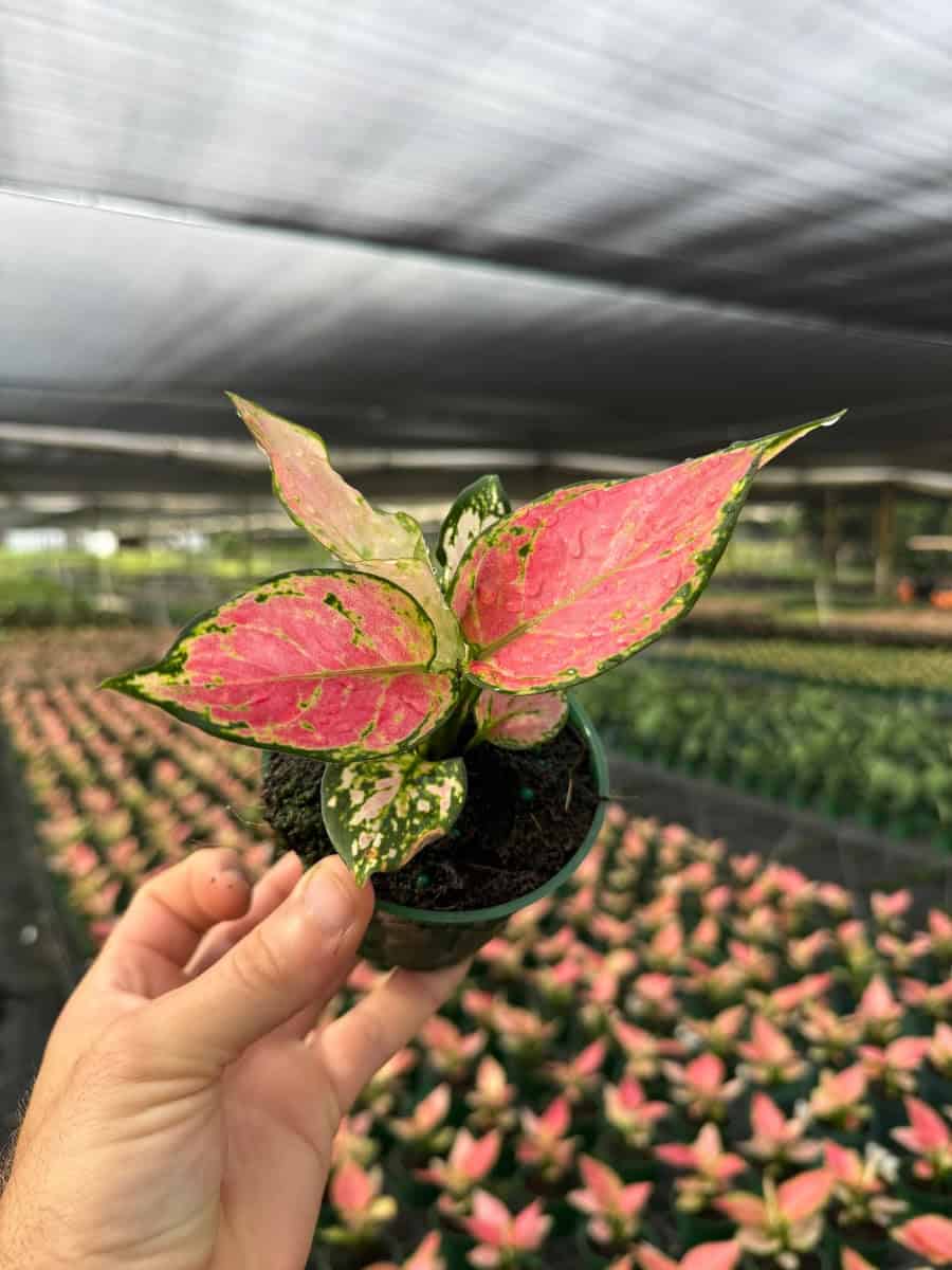 Aglaonema Red Zircon – 305 Greenery, Inc.