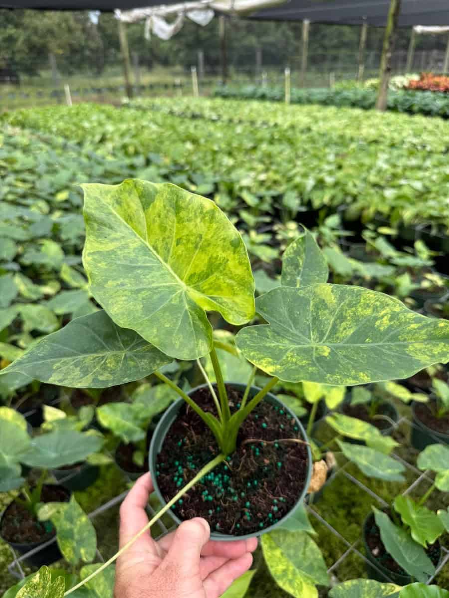 Alocasia Macrorrhiza Aurea – 305 Greenery, Inc.