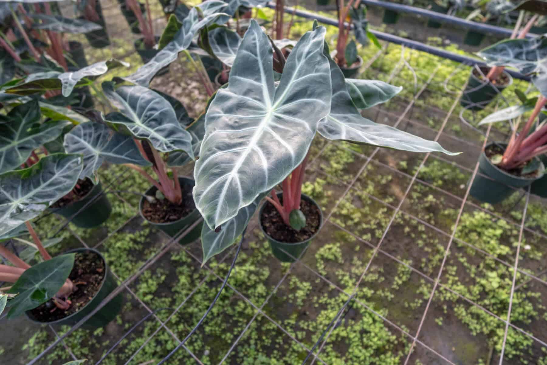Alocasia 'Morocco' – 305 Greenery, Inc.