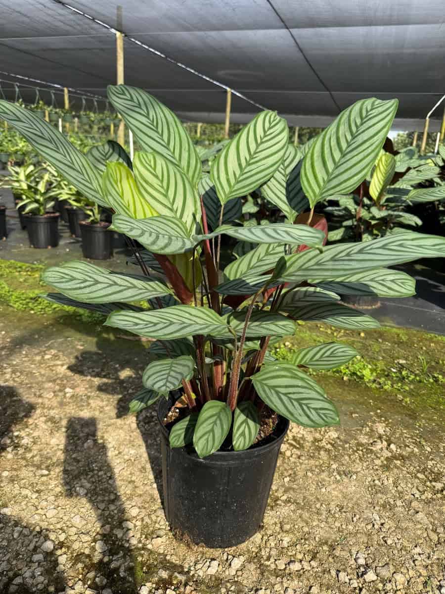 Calathea Exotica – 305 Greenery, Inc.