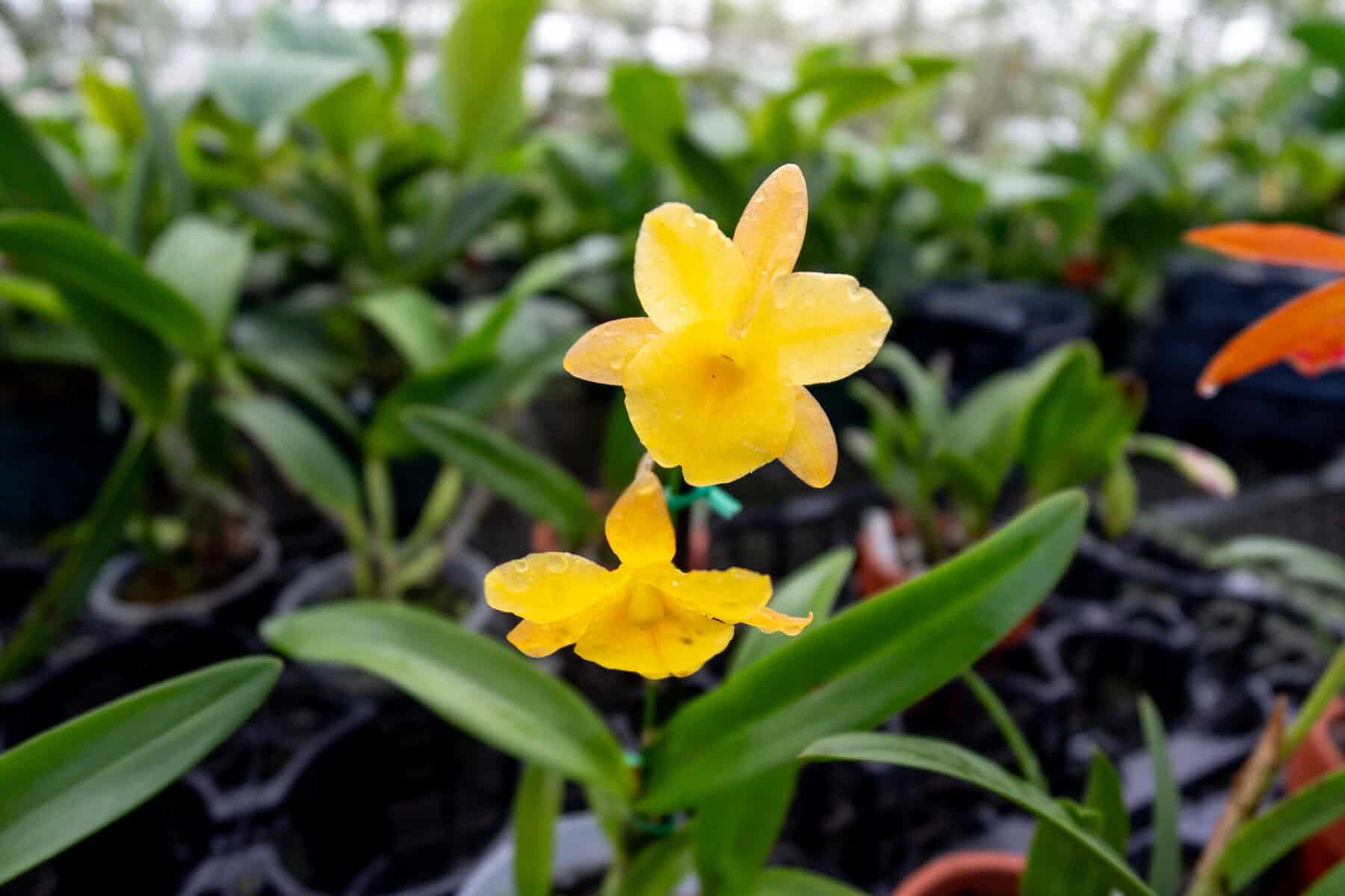 ctna-why-not-yellow-form-305-