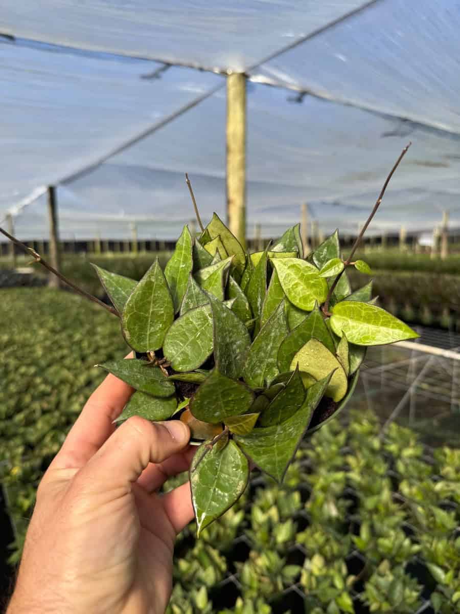 Hoya Black Margin – 305 Greenery,