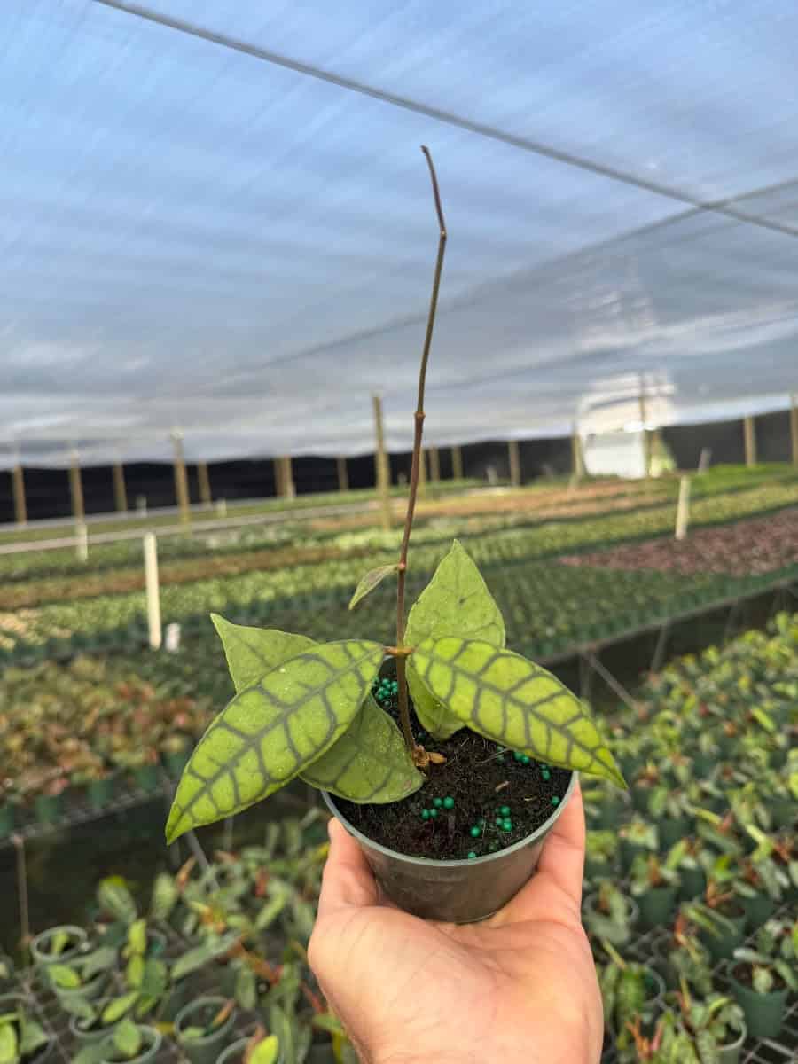 Hoya Callistophylla – 305 Greenery, Inc.