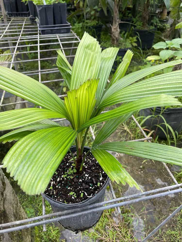 Licuala lauterbachii – 305 Greenery, Inc.