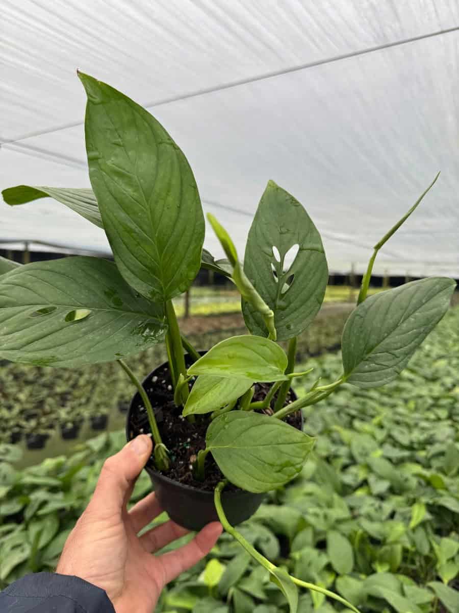 Monstera Lechleriana – 305 Greenery, Inc.