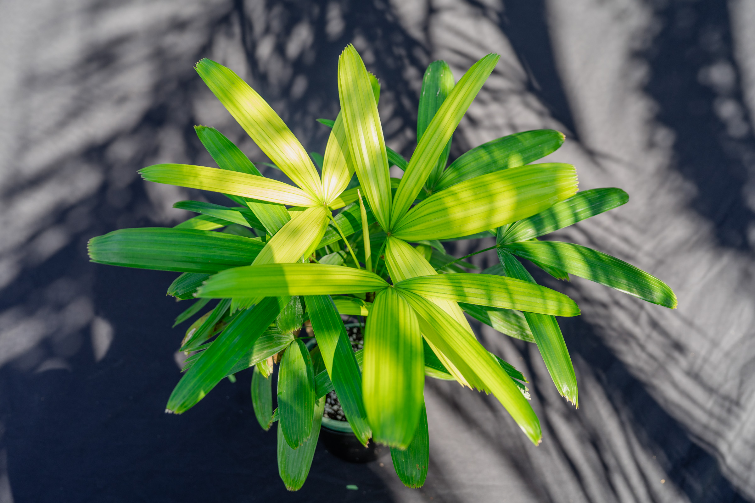 Rhapis excelsa 'Koban', Puffy Leaf Lady Palm – 305 Greenery, Inc.