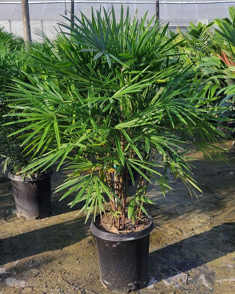 Rhapis multifida, Jade Palm, Finger Palm – 305 Greenery, Inc.