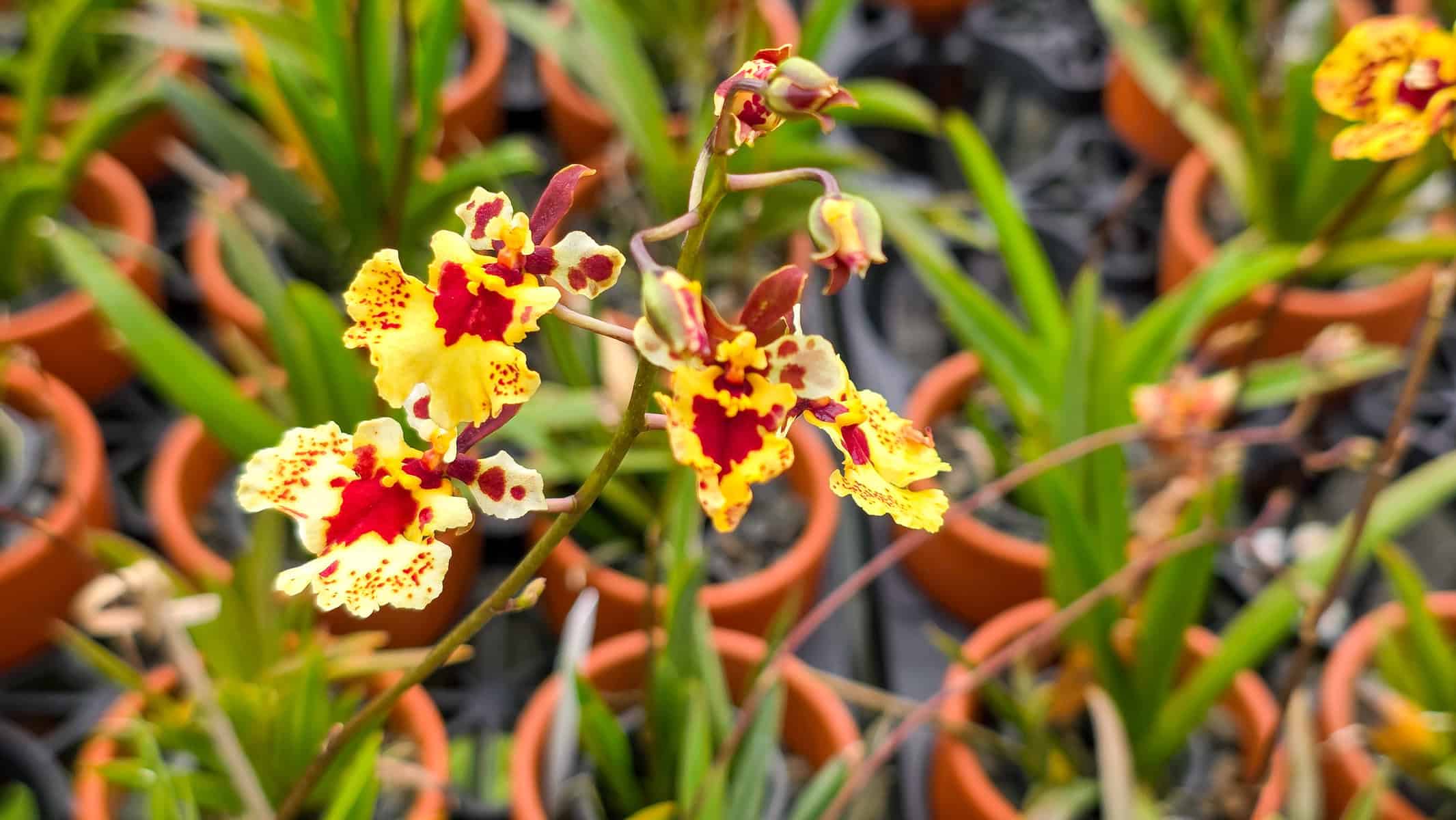 Tolumnia Jairak 'Rainbow' Hybrids – 305 Greenery, Inc.