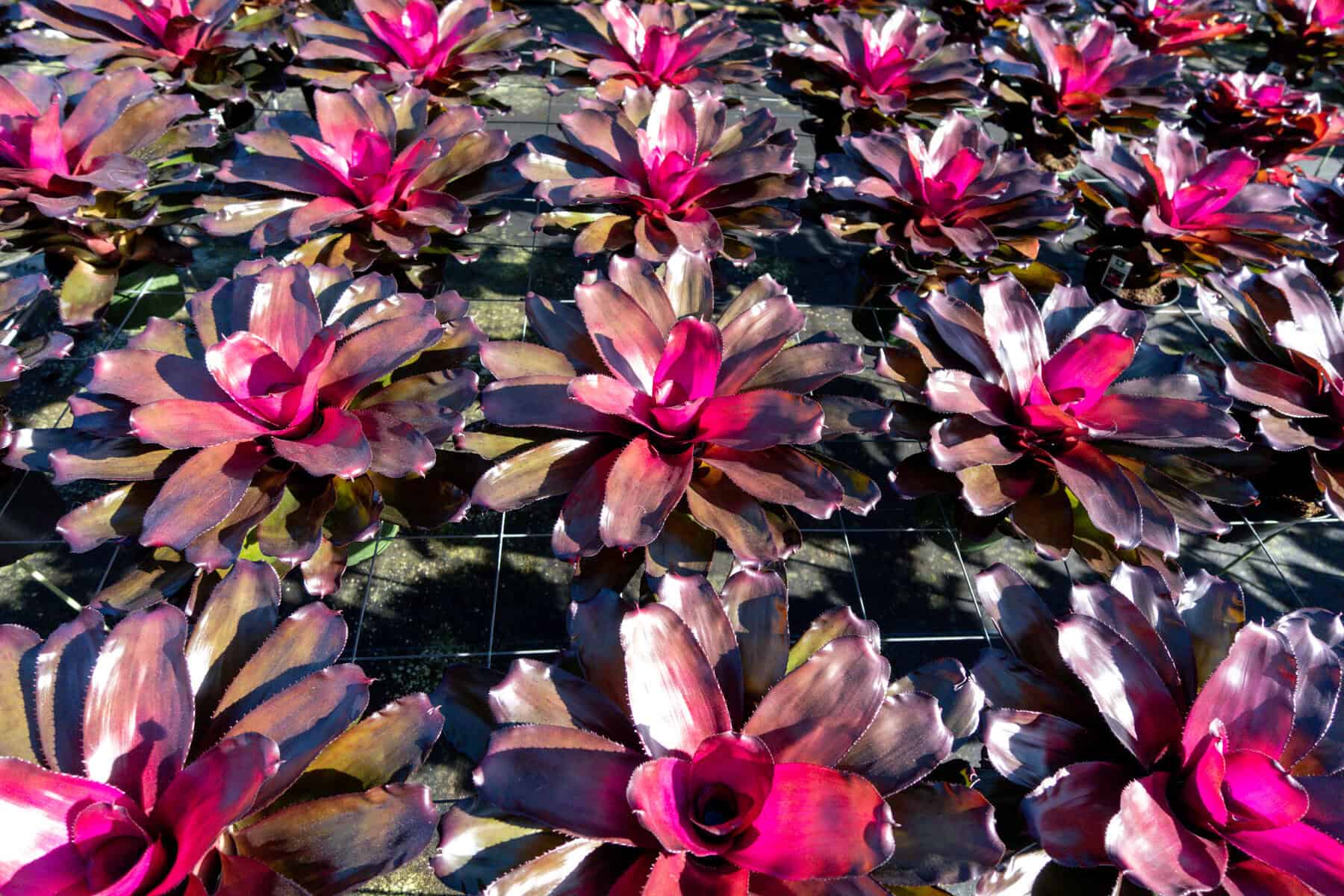 neoregelia-purple-passion-305-