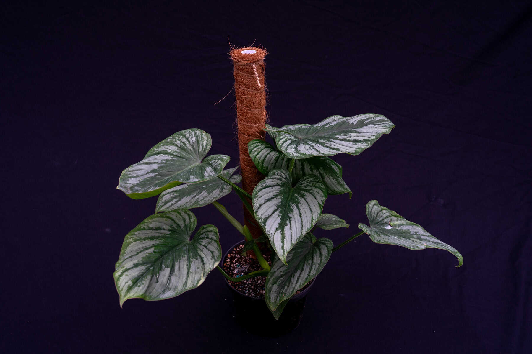 growing plants with grow lights Bionic Grow Light
