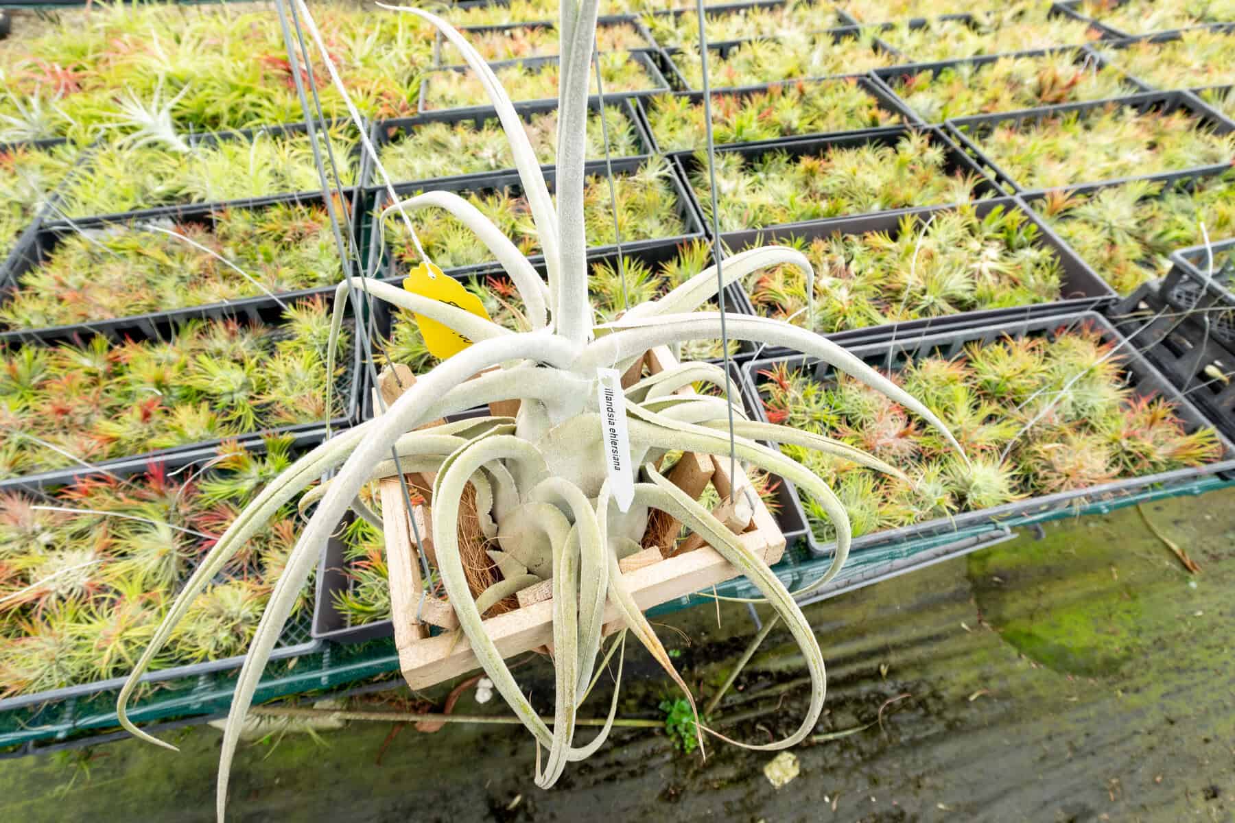 Tillandsia Ehlersiana – 305 Greenery, Inc.