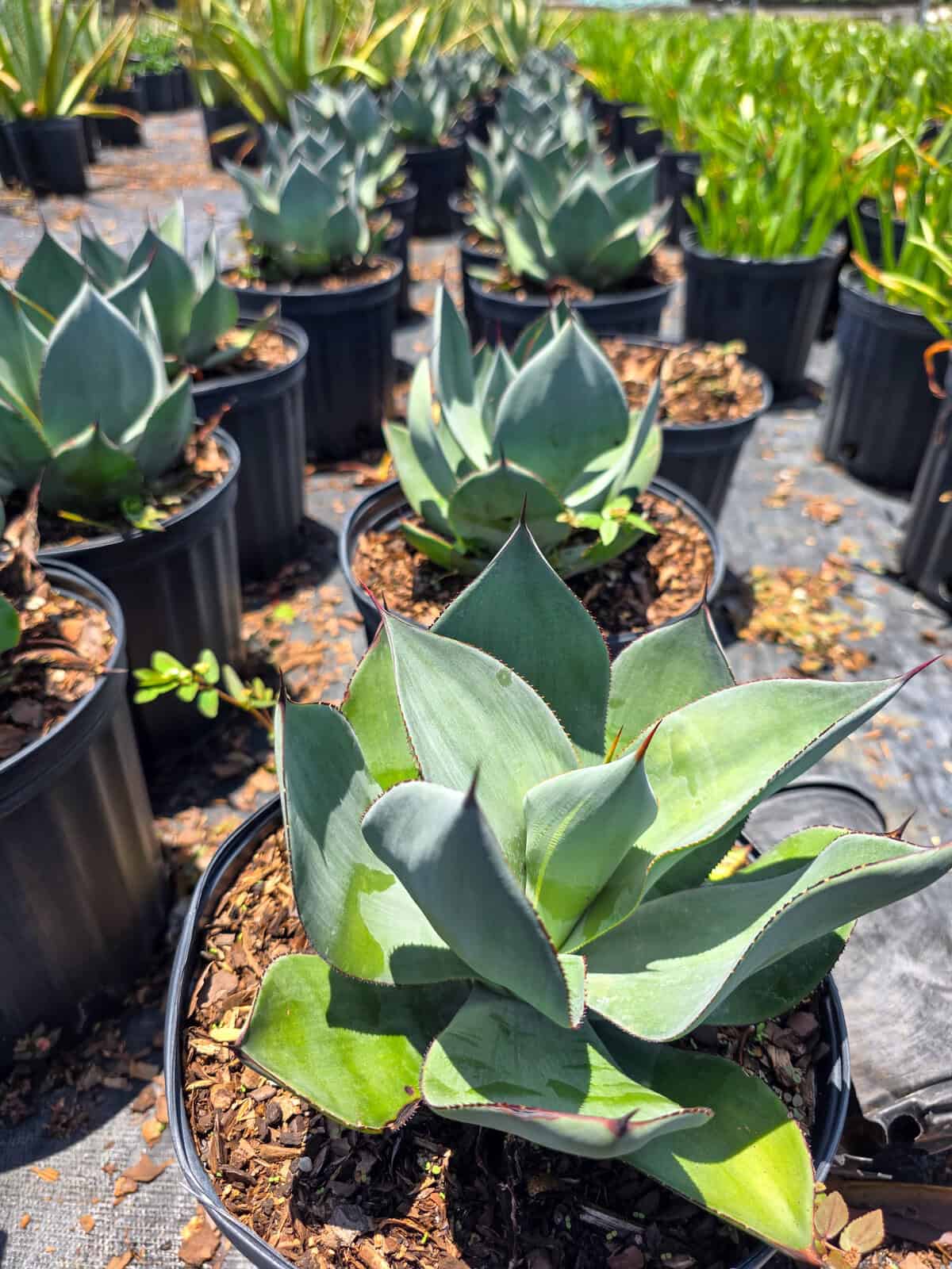 ラスト1株！！特大！Agave Celsii Nova ノバ・美株②アガベ Agave celsii 'Nova' – 305 Greenery, Inc.