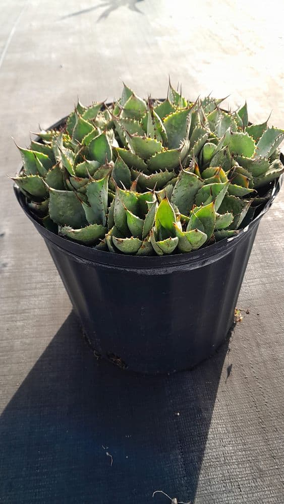 アガベ BLUE Agave potatorum 'Blue Rose', Agave – 305 Greenery, Inc.