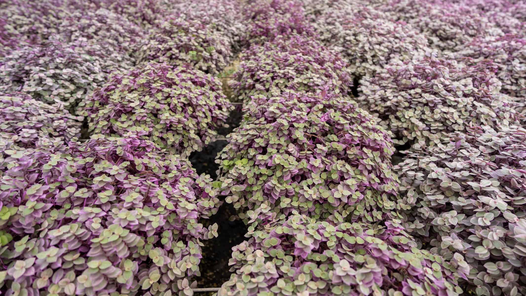 Callisia repens, Chain Plant, Inch Plant, Turtle Vine, Bolivian Jew