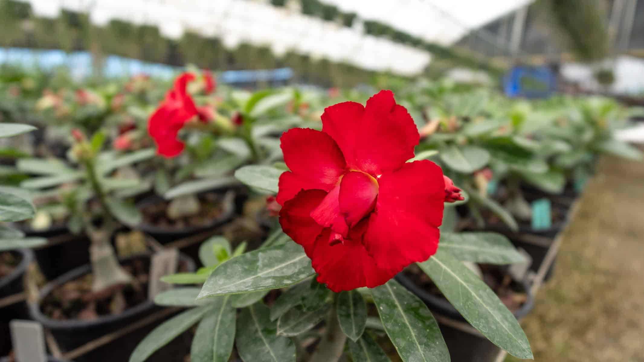 Desert Rose 'Compact Red'  305 Greenery, Inc.