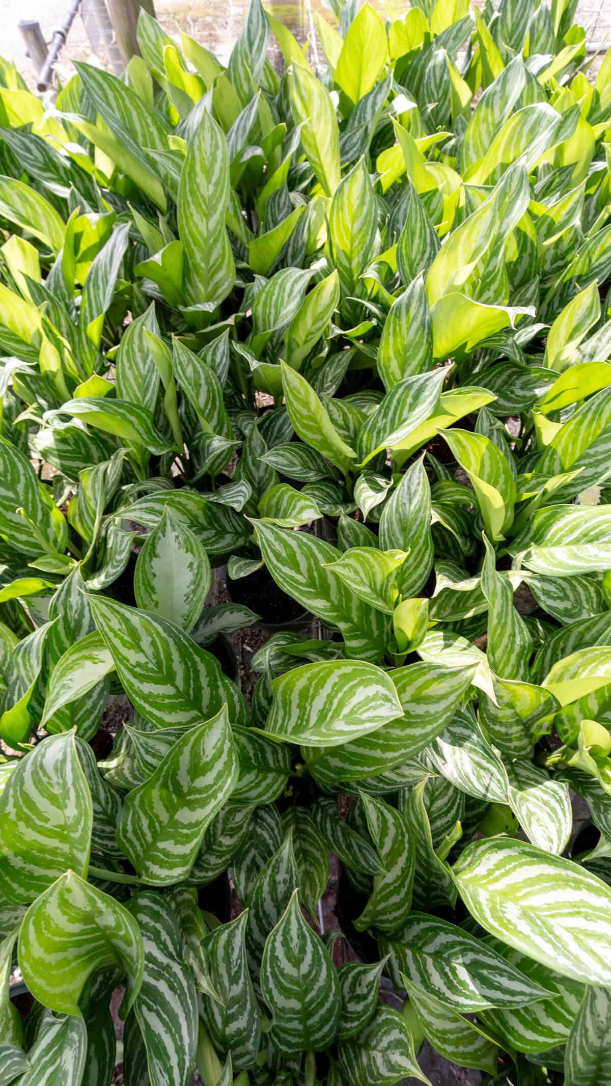 Aglaonema 'Stripes' – 305 Greenery, Inc.