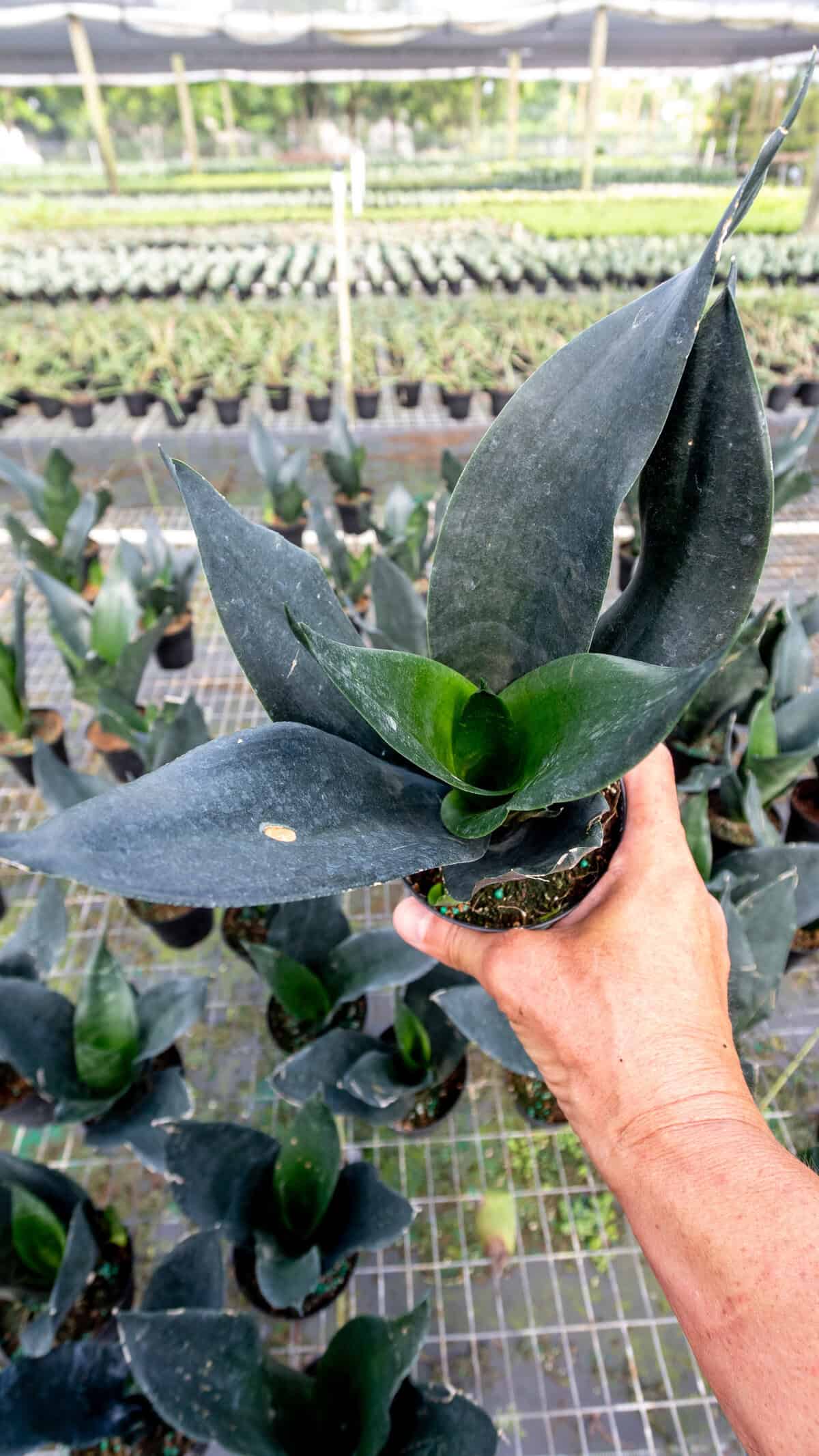 sansevieria-black-dragon-305-