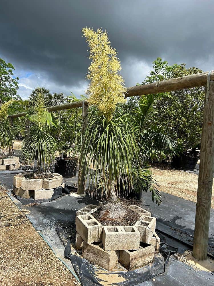 Beaucarnea recurvata, Ponytail Palm, Nolina Recurvata, Elephant's