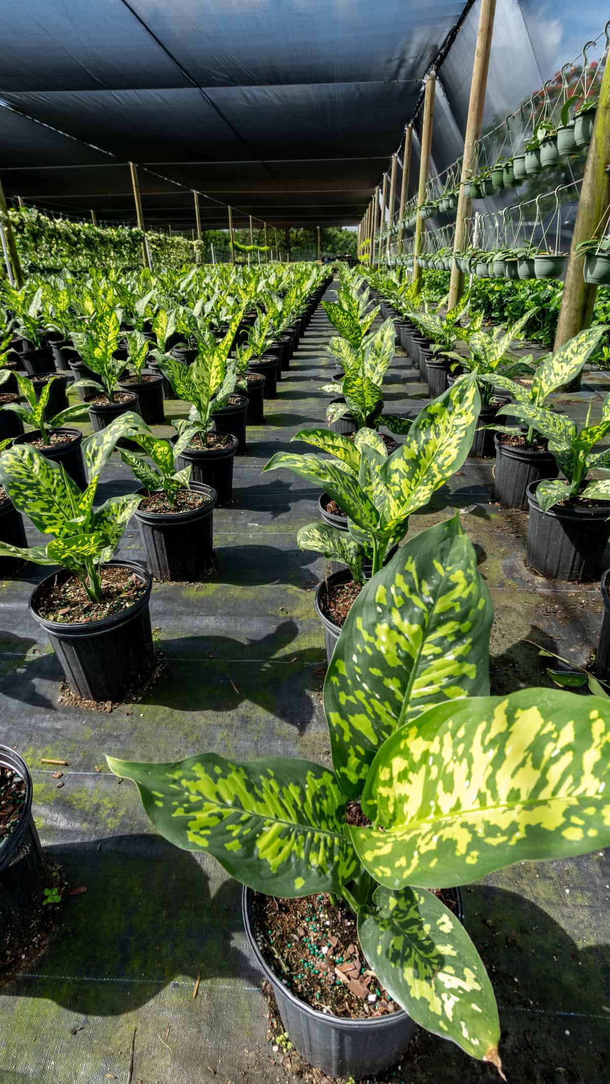 Dieffenbachia Cheetah