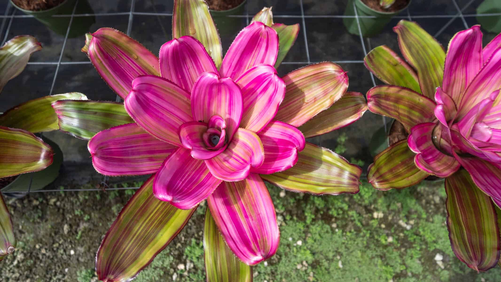 Neoregelia 'Lila Candy' – 305 Greenery, Inc.