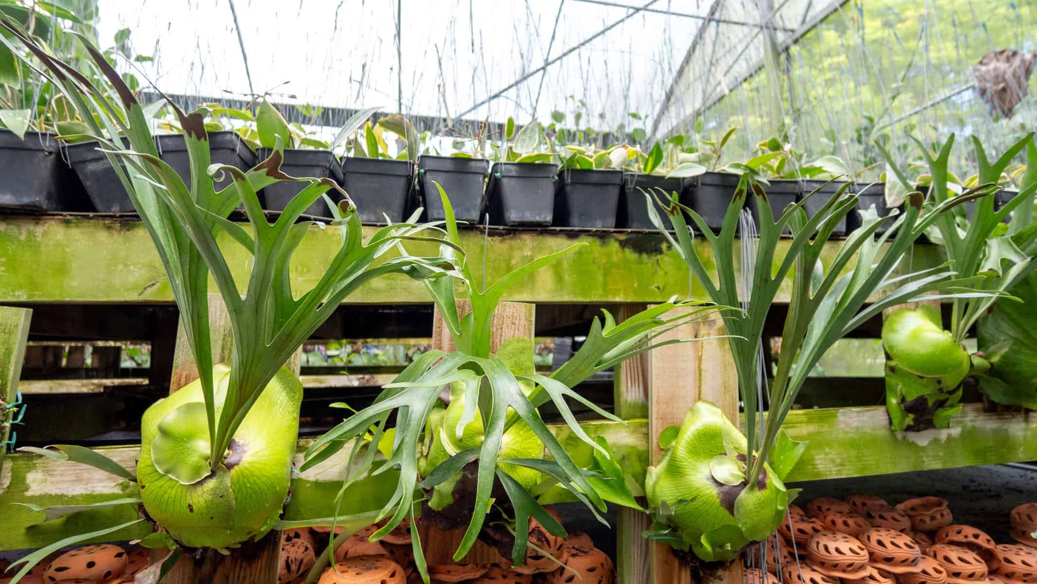 Platycerium alcicorne – 305 Greenery, Inc.