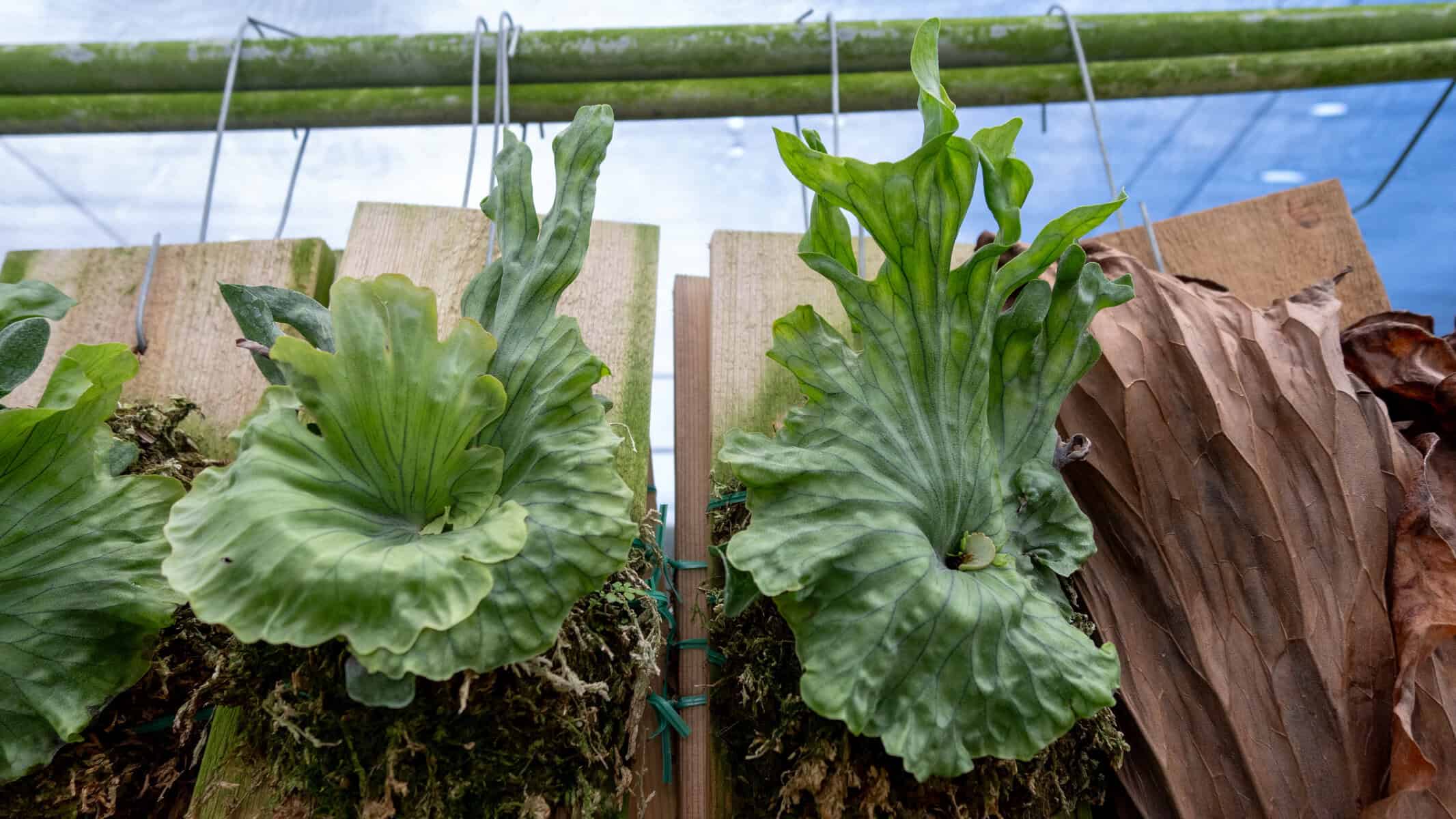 ビカクシダ P.wandae var. dwarf & curing (sporeling? Platycerium wandae dwarf – 305 Greenery, Inc.