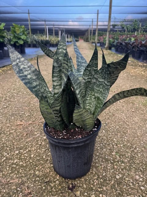 TropicalPlants.com Robusta Snake Plant (Sansevieria Trifasciata) Live Plant in 6 in. Growers Pot