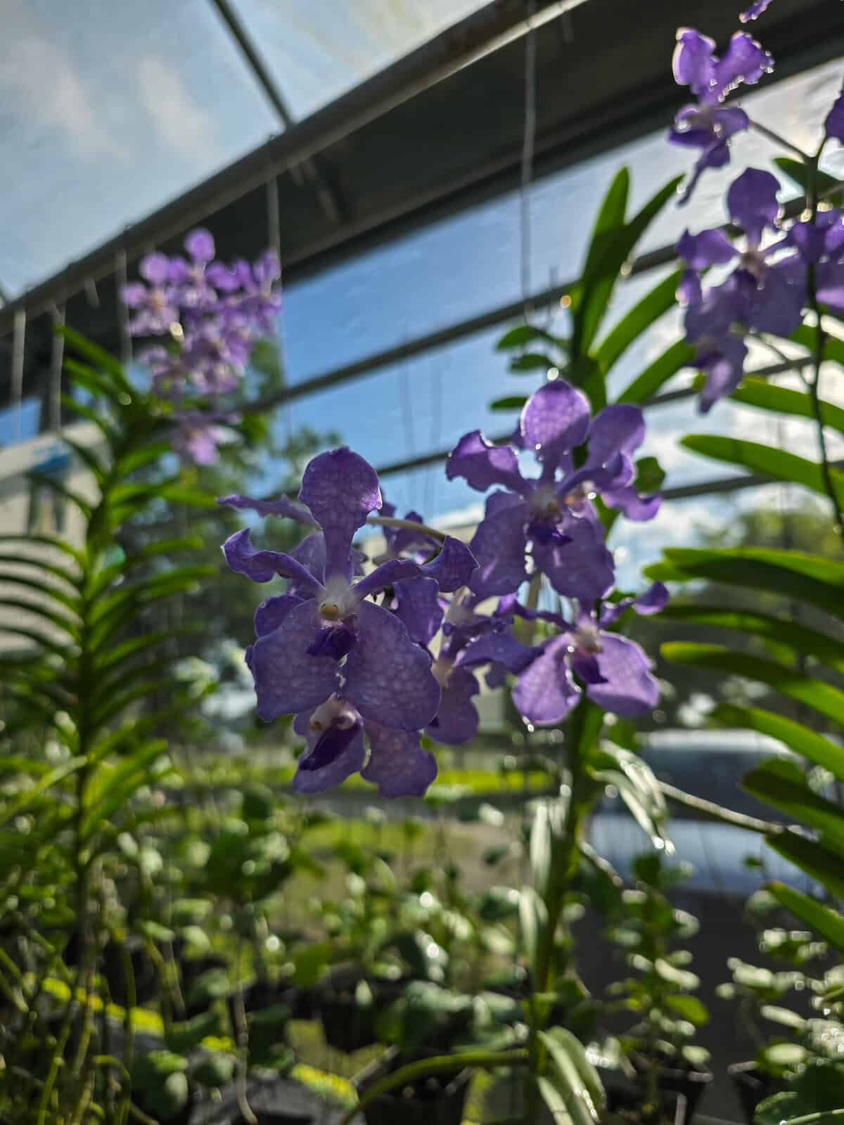 Vanda Violeta 'Banjong' – 305 Greenery, Inc.