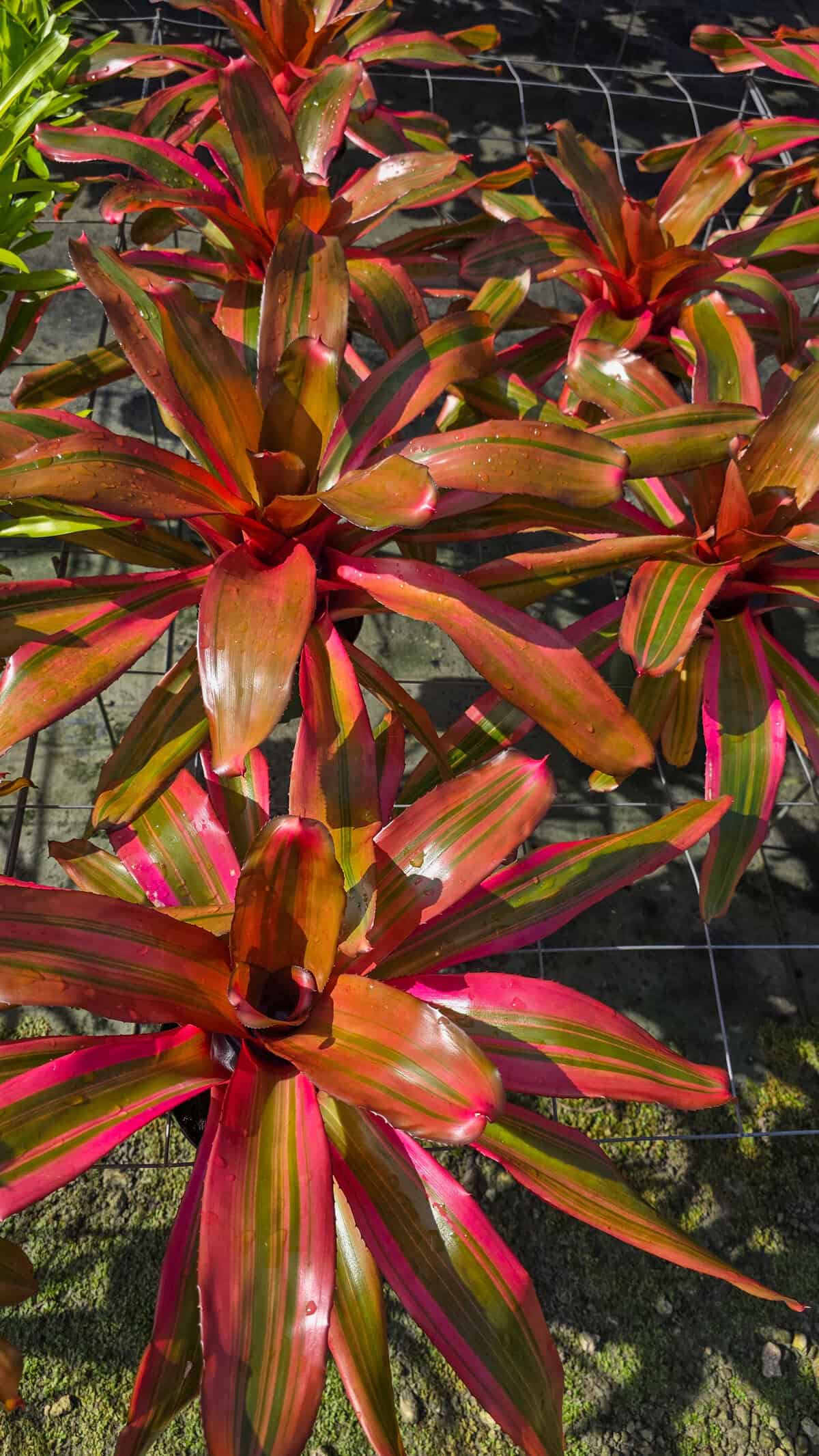 neoregelia-roots-and-roots-305