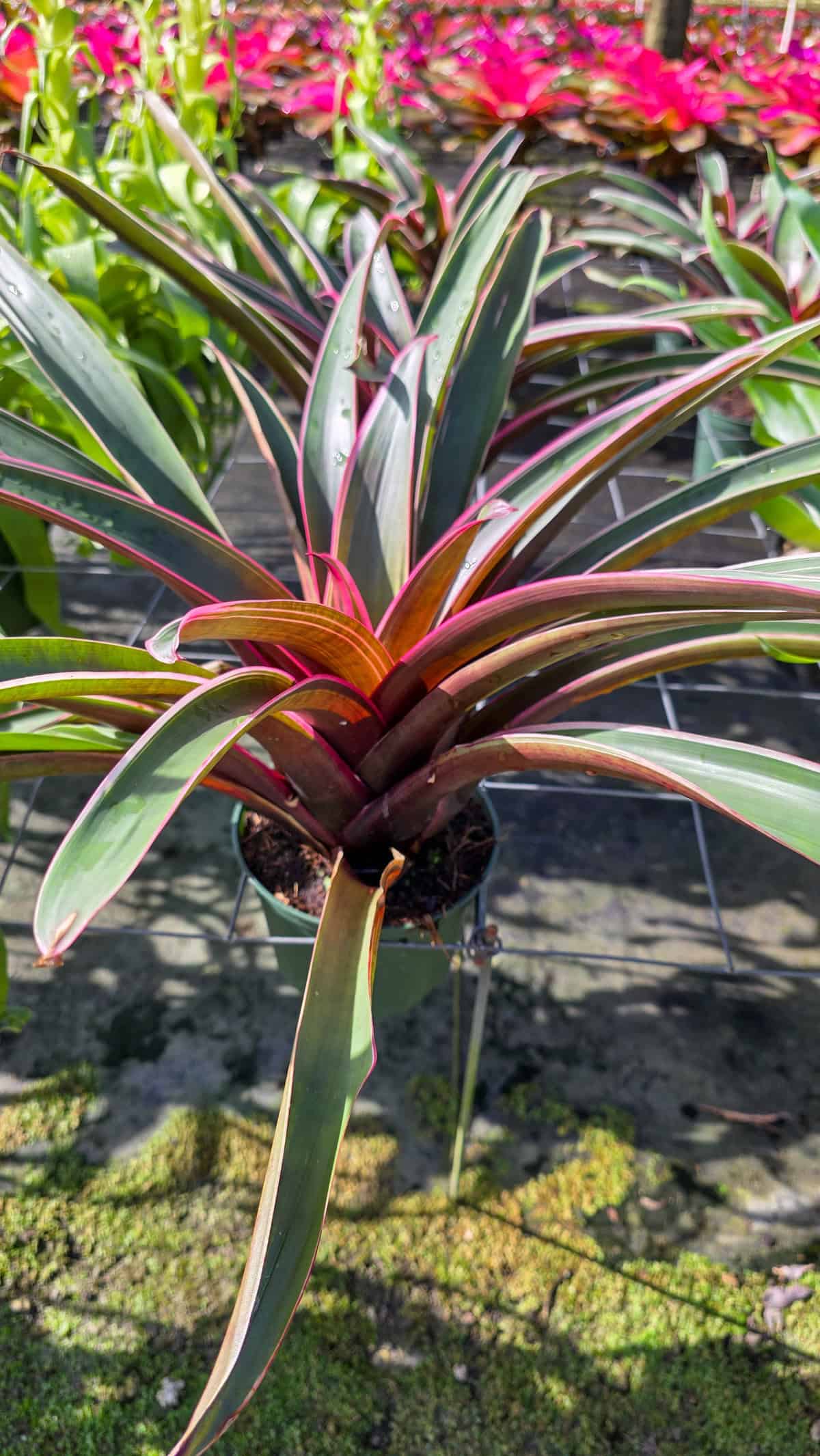 Vriesea Platynema x Saudersii albo – 305 Greenery, Inc.