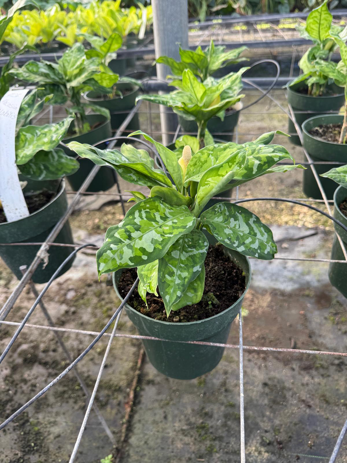 Aglaonema pictum tricolor – 305 Greenery, Inc.