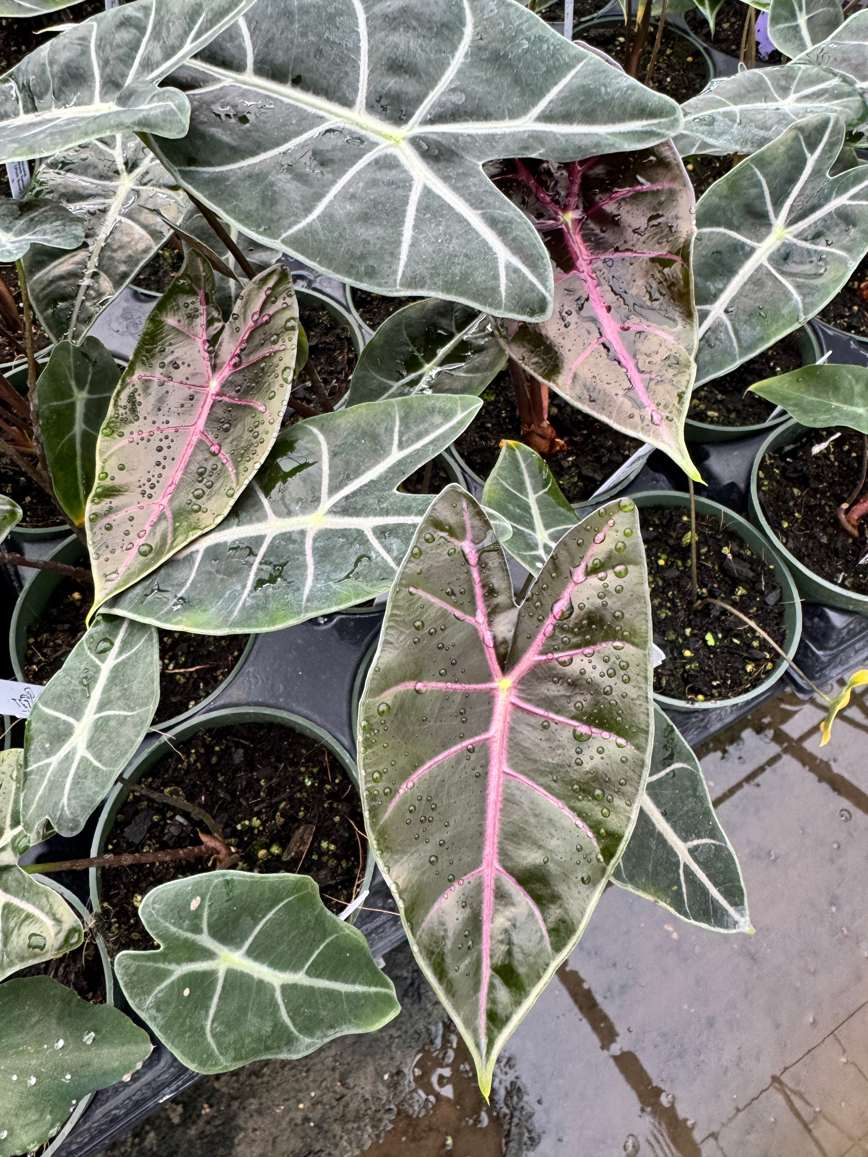 Alocasia Black Satun – 305 Greenery, Inc.