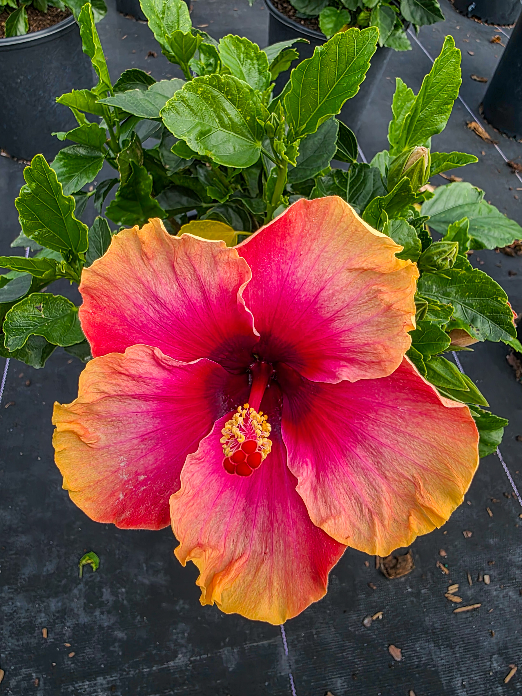 シルクスクリーン chinese bellflower 25/75 Hibiscus Lemon Swirl Wind – 305 Greenery, Inc.