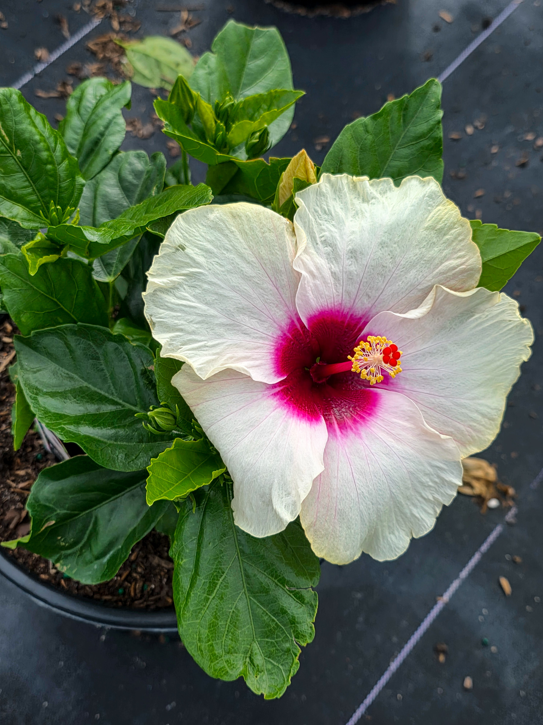 hibiscus-pina-colada-305-