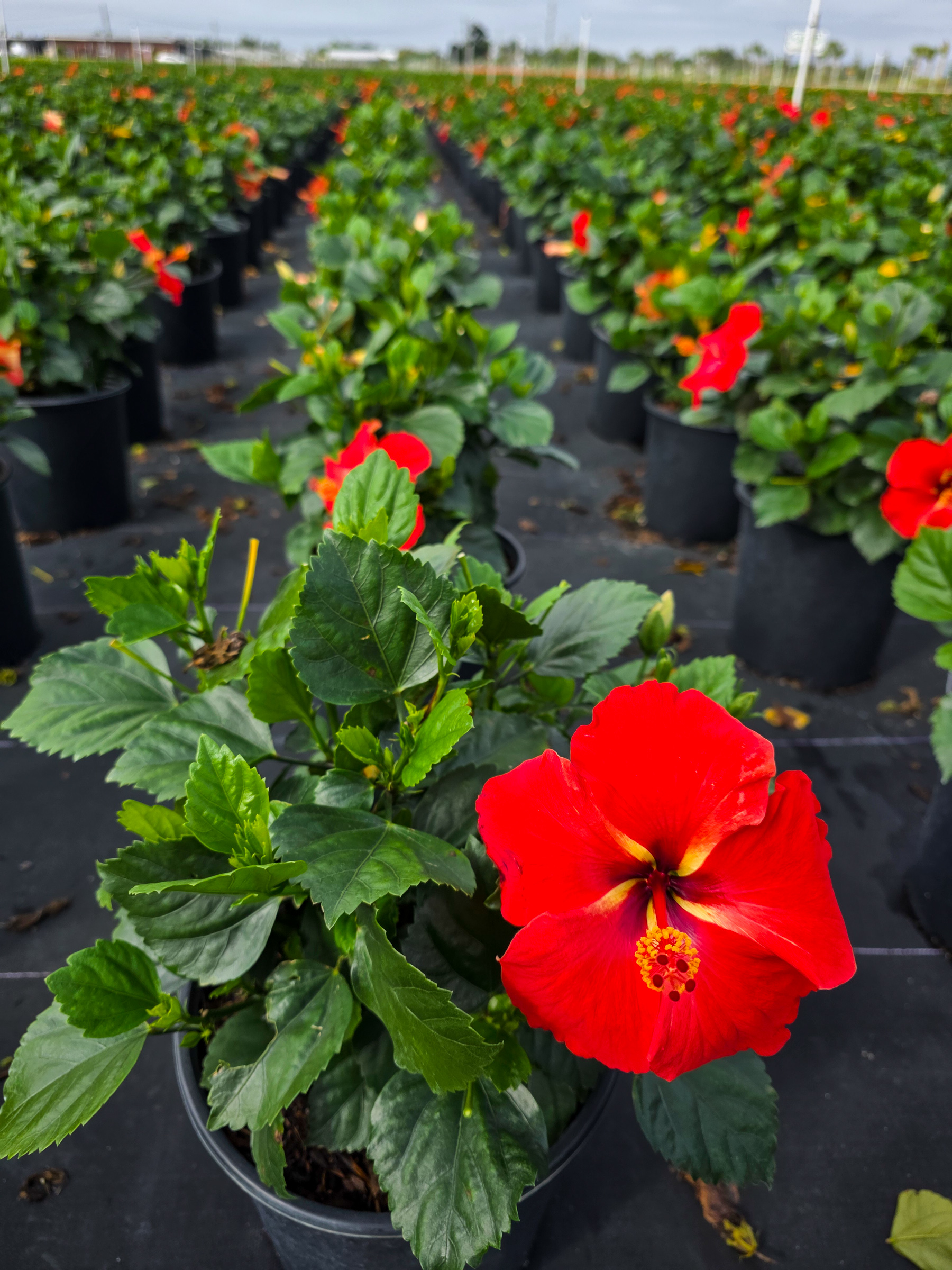 Hibiscus Starry Wind – 305 Greenery, Inc.