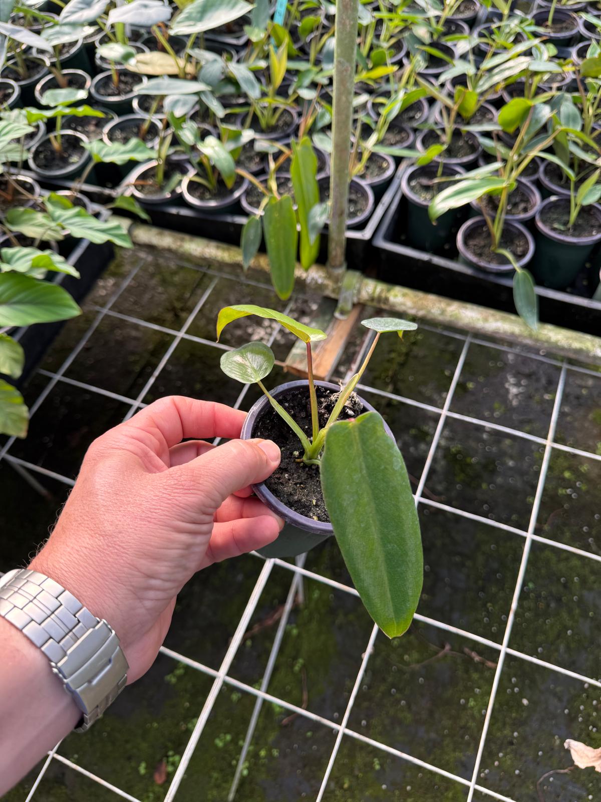 Philodendron Spiritus Sancti *Grower's Choice*