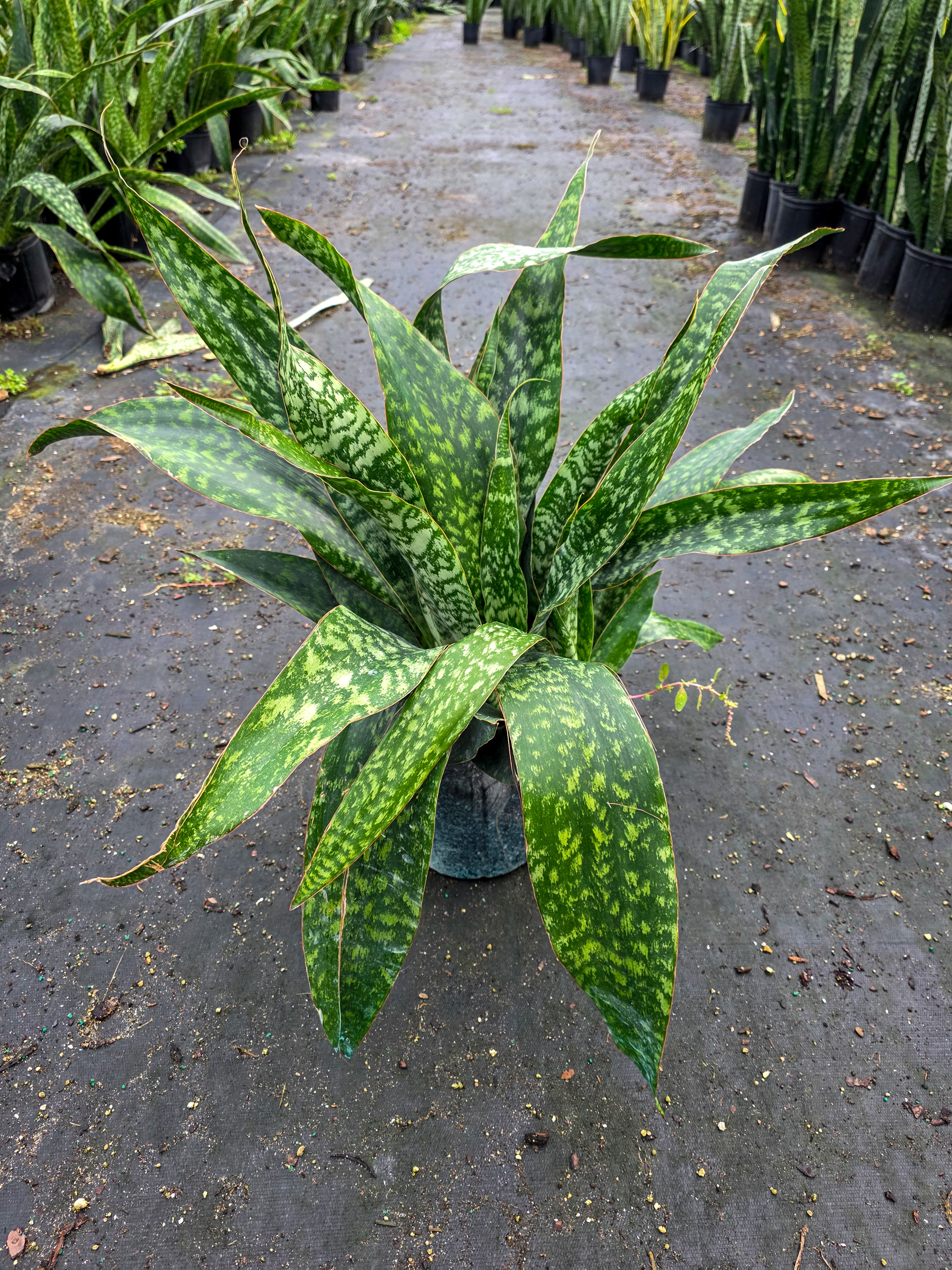 Sansevieria trifasciata 'Jaboa'