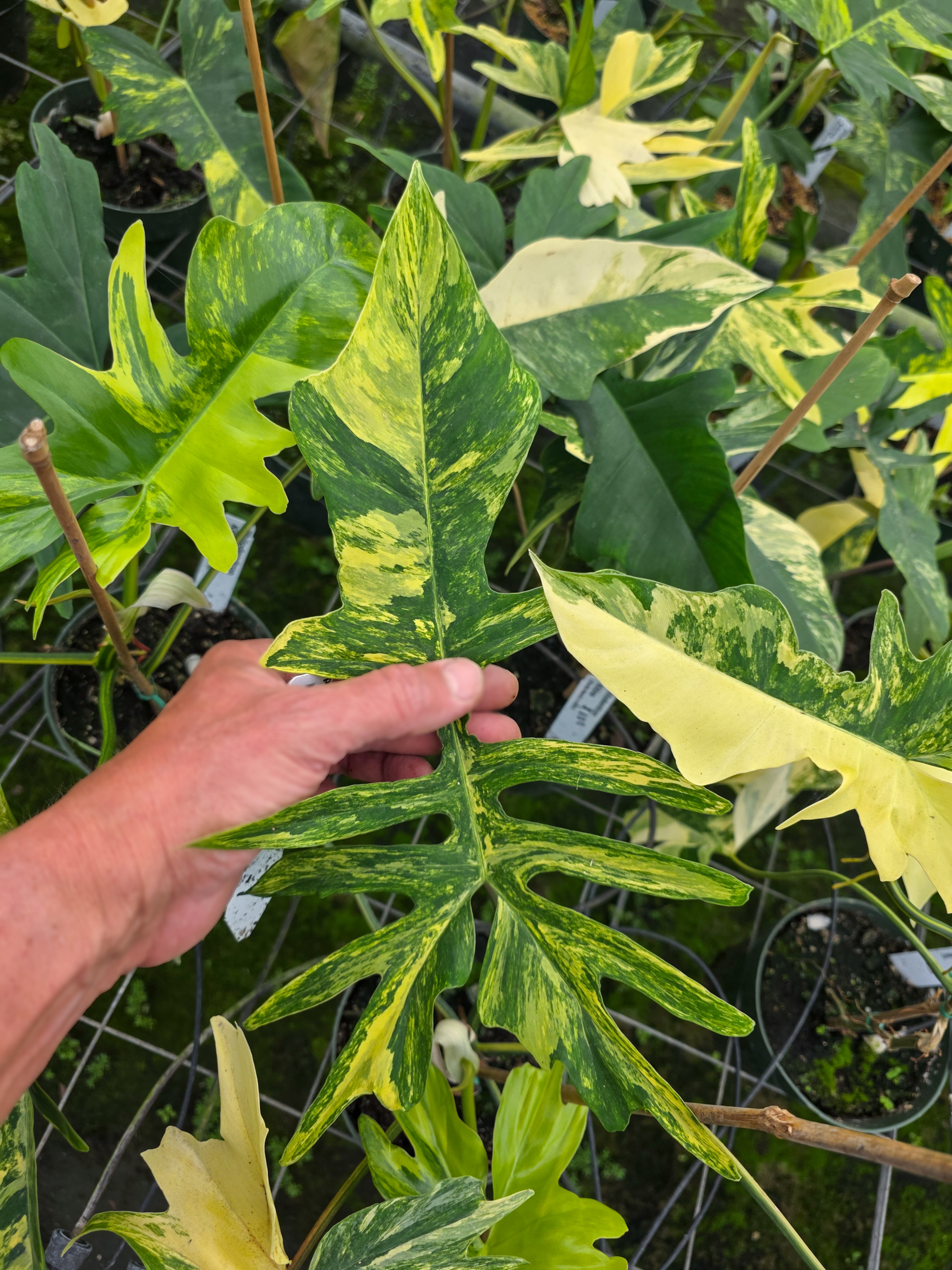 Philodendron kitina variegated – 305 Greenery, Inc.