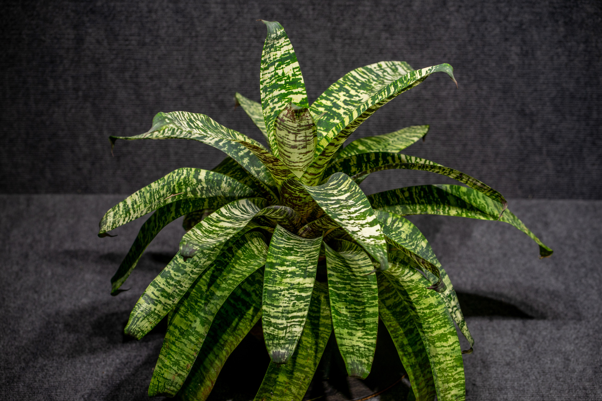 Vriesea Ospinae Gruberii Ice – 305 Greenery, Inc.